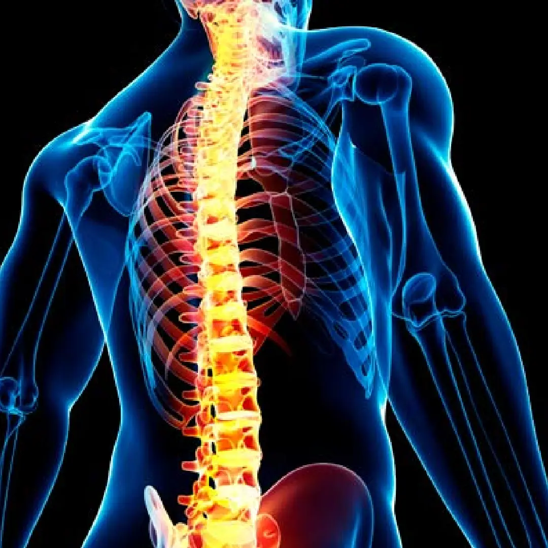 Segmentos vertebrales — cervical, dorsal y lumbar