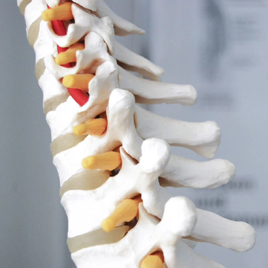 Columna vertebral y médula espinal
